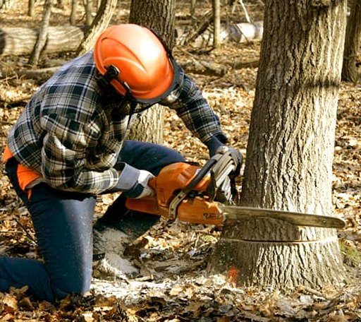 Tree Removal in Linkwood, MD